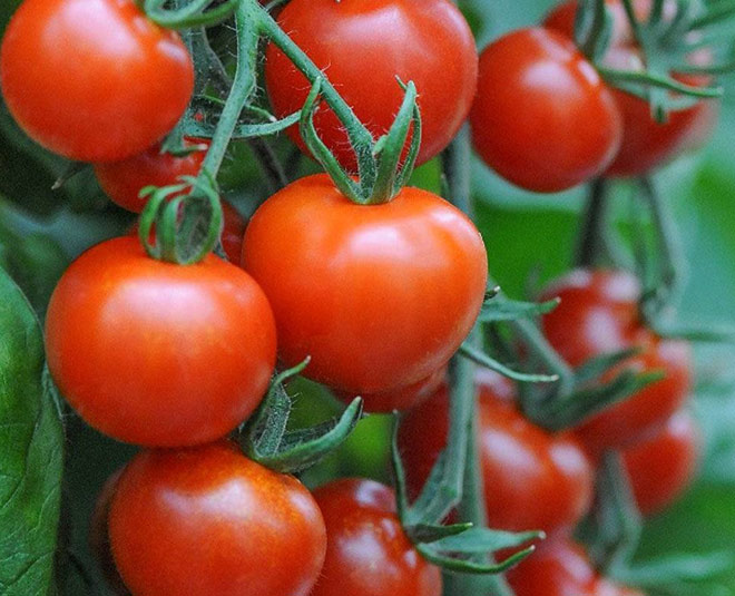 tamatar curry patta inside