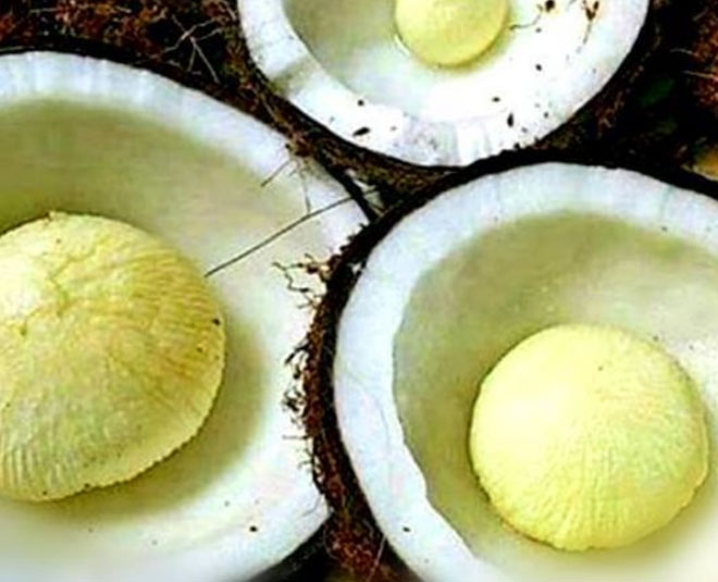 coconut embryo benefits ()