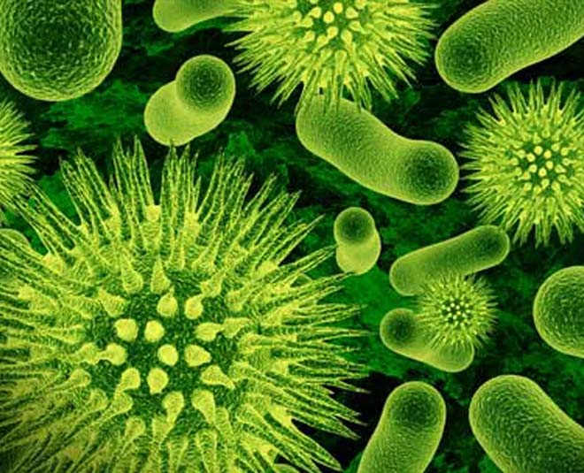 coriander seeds anti bacterial inside