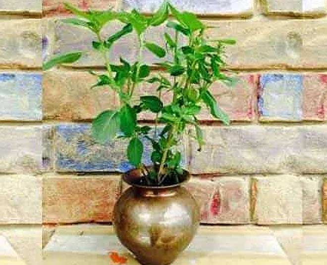 when to bring tulsi at home