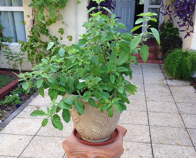 which tulsi is best for home as per vastu