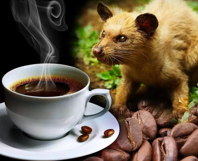 most expensive coffee in the world