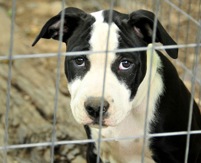 Animal rights in india