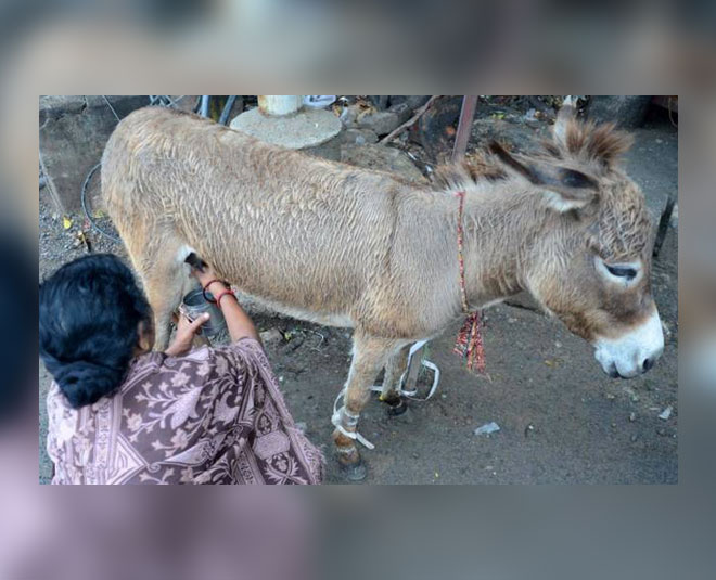 serbian donkey milk inside