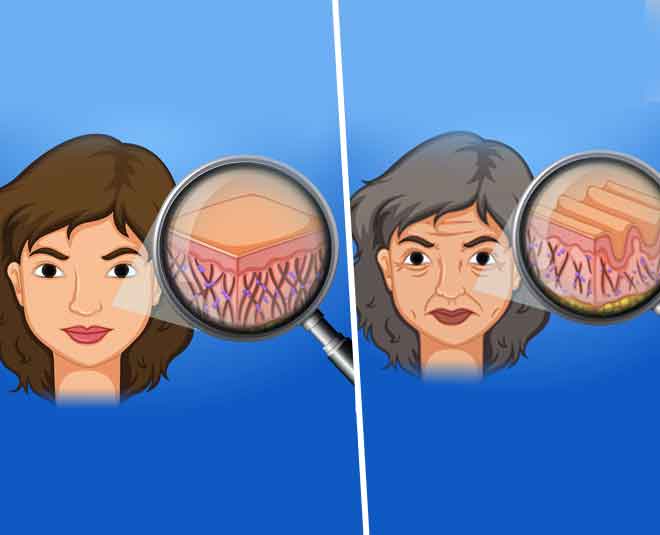 skin anti ageing wrinkles