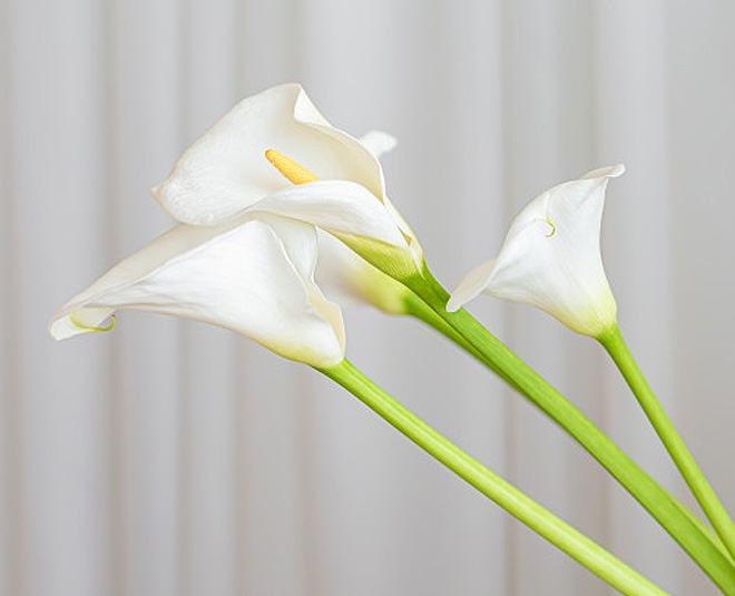 best plants for your bathroom inside