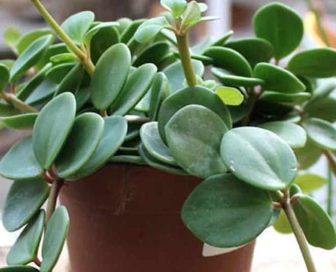 best plants for your bathroom inside