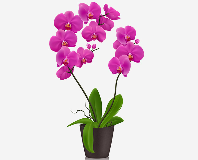 know best plants for your bathroom inside