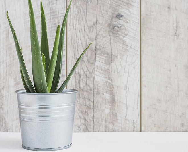 plants for your bathroom inside