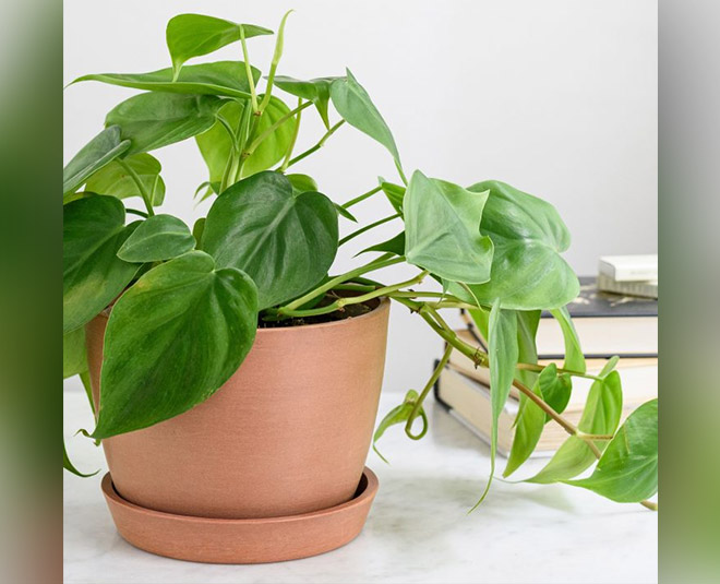 some best plants for your bathroom inside
