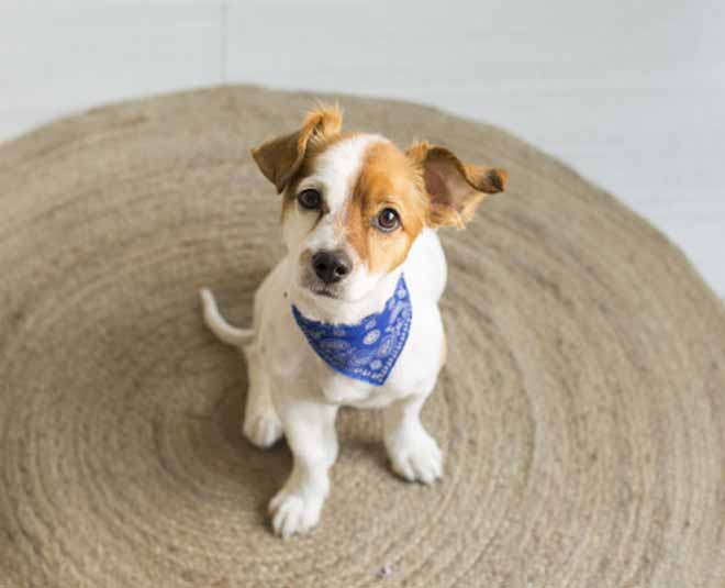 tips for pet friendly rug