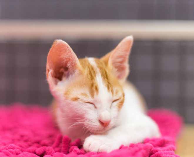 tips for pet friendly rug