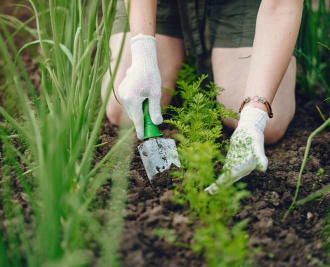 different ways to use vinegar in your garden inside