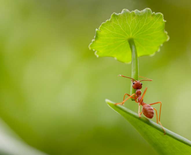 different ways to use vinegar in your garden inside