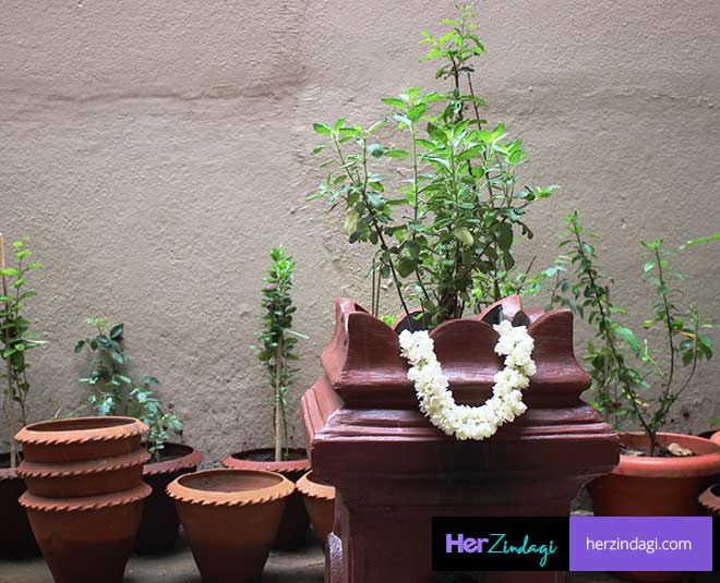 important rules of plucking tulsi leaves