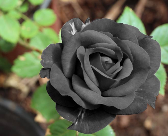 valentines day special black rose