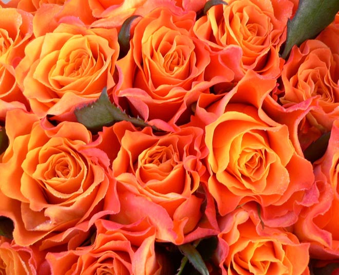valentines day special rose day orange rose