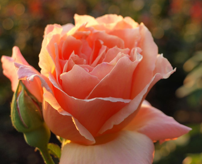 valentines day special rose day peach rose