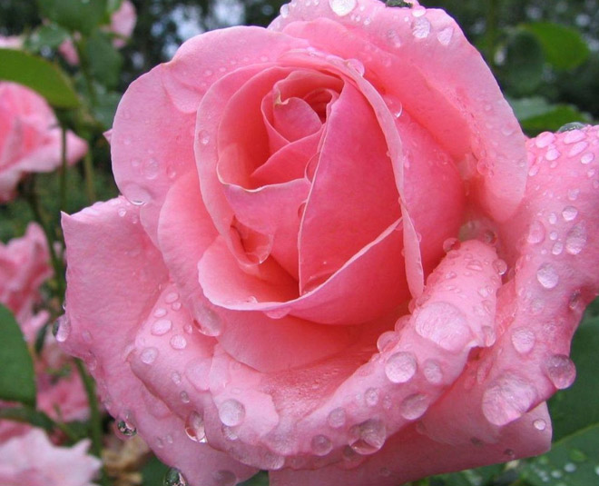valentines day special rose day pink rose