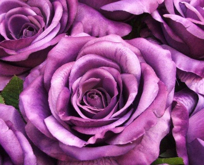 valentines day special rose day purple rose