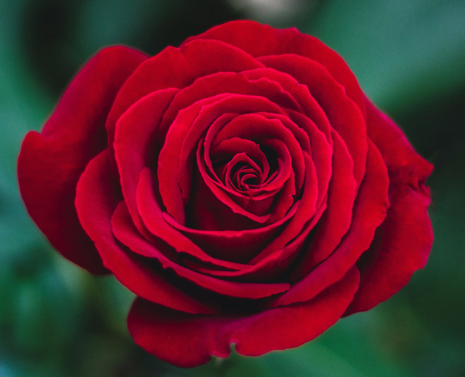 valentines day special rose day red rose