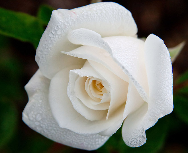 valentines day special rose day white rose