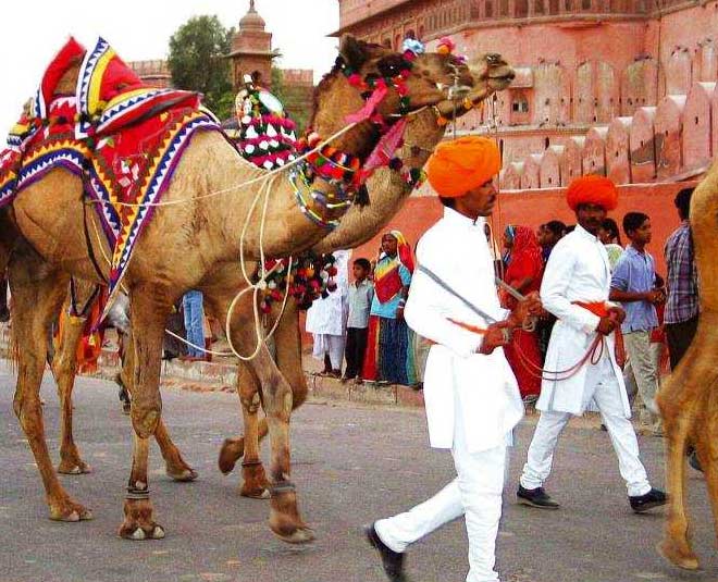 visit taj mahotsav camel ride
