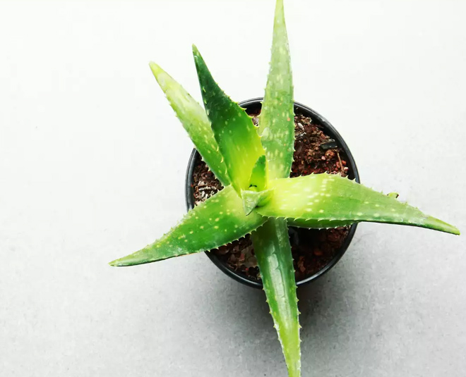 Aloevera benefits for pollution