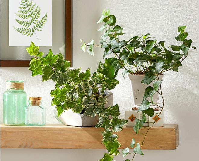 English ivy plant for air pollution