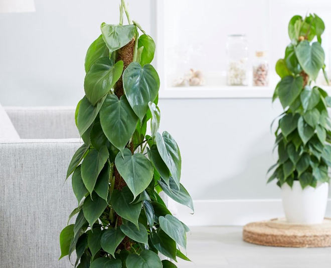 Philodendron plant for air pollution