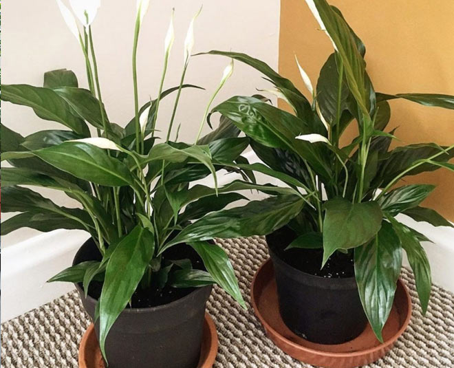 peace lily plant for air pollution