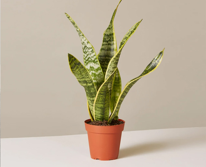 snake plant for air pollution