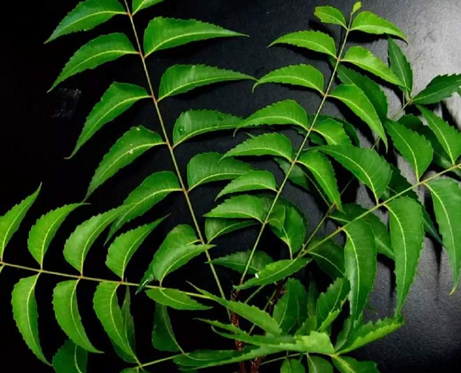 how to use neem leaves for beauty inside