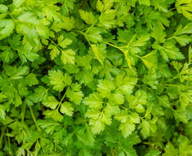 Coriander & Mint Leaves