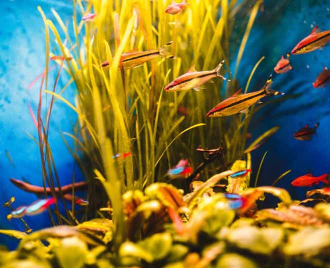 deep clean your fish tank inside