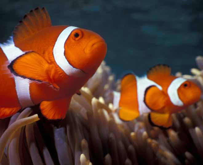 deep clean your fish tank inside