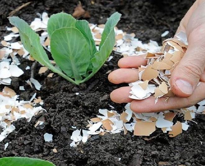 eggs and soil for gardening