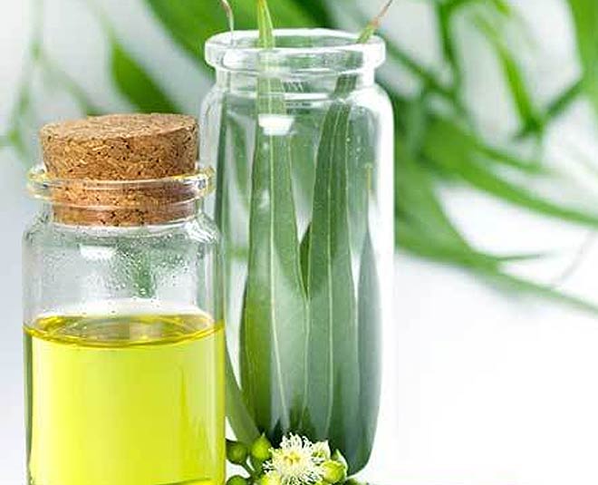 eucalyptus essential oil