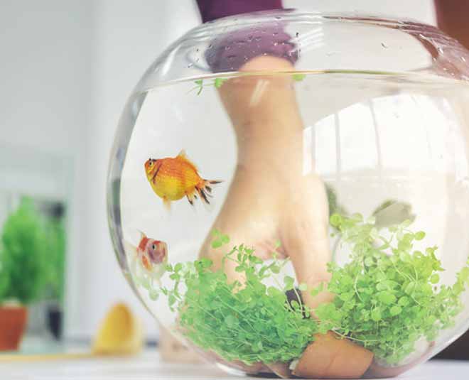 ideas to deep clean your fish tank inside
