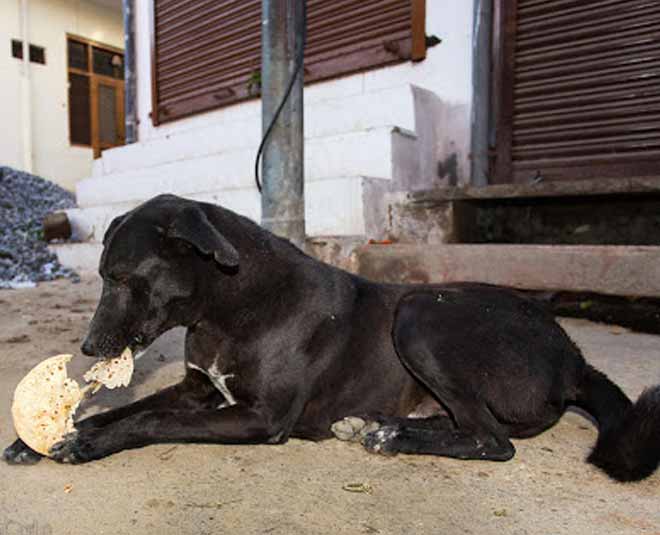 avoid shani dosha by chapati