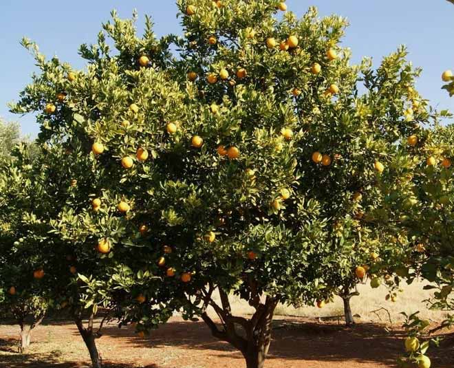 know about marula oil and its benefits inside