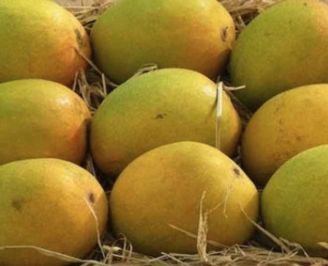 know about best popular mango varieties inside