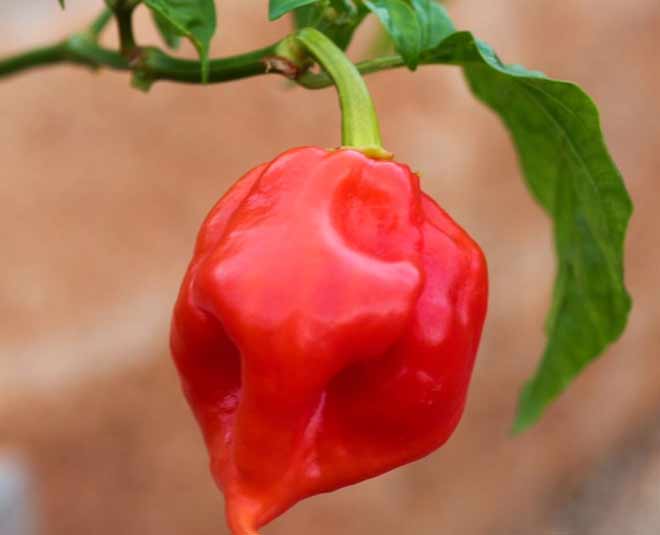 know about nagaland naga chilli inside