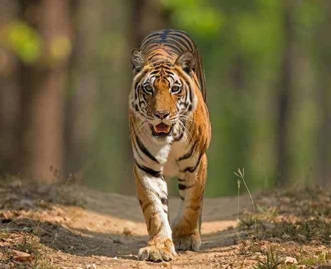 mp lesser known places pench reserve