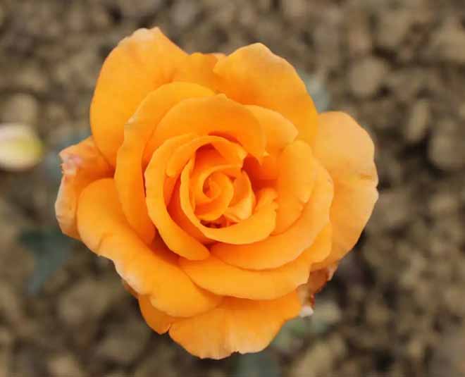 national rose garden variety of roses