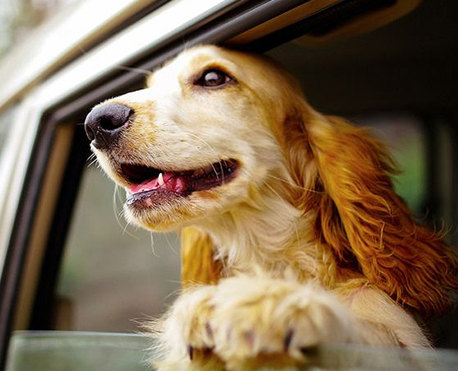 remove pet hair from clothes inside