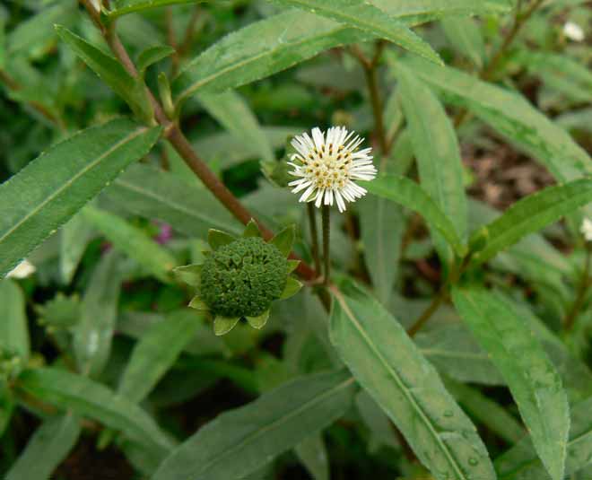 Bhringraj Or False Daisy Hair Oil