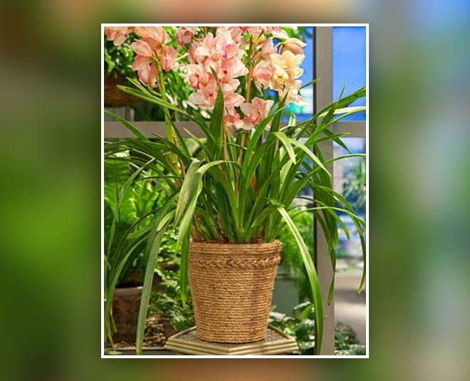 decorate your flower pot inside
