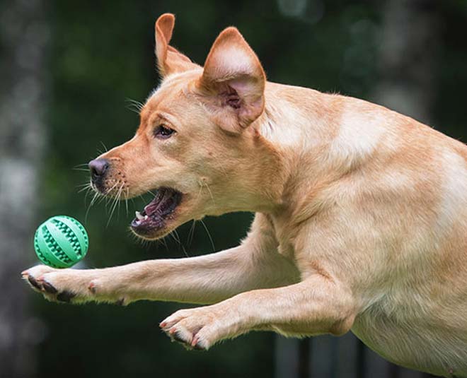 indoor exercises for dogs inside