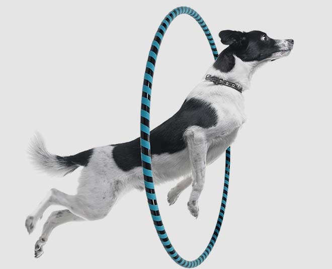 indoor exercises for dogs inside